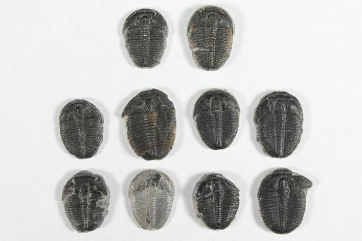 Lot: / Elrathia Trilobites - Pieces #92012